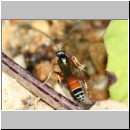 Ctenichneumon panzeri - Schlupfwespe m02 13mm Teverener Heide-fdet02.jpg